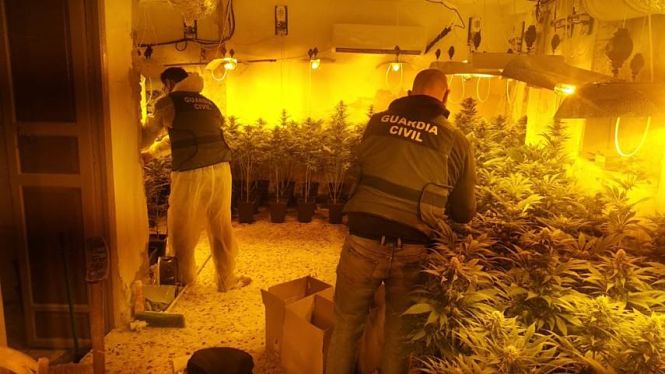 Una de las plantaciones de cannabis (GUARDIA CIVIL)