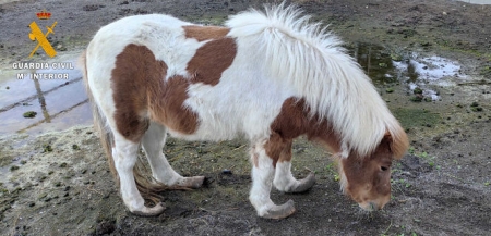 Imagen del Poni (GUARDIA CIVIL)