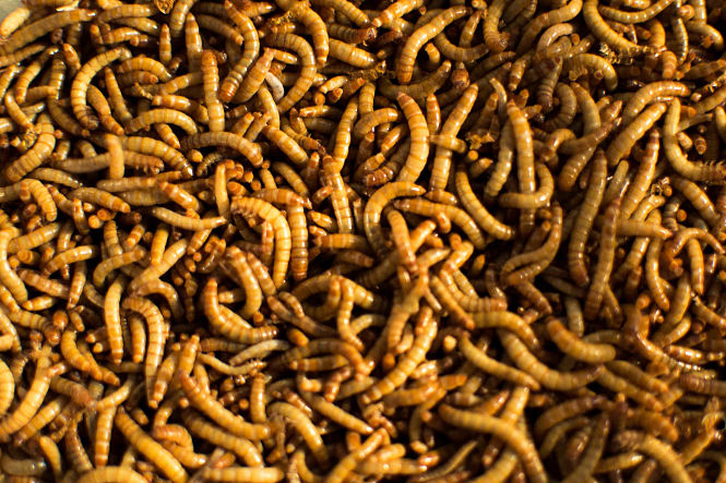 insecto Tenebrio molitor (popularmente conocido como `gusano de la harina`), empleados en este estudio (UGR)