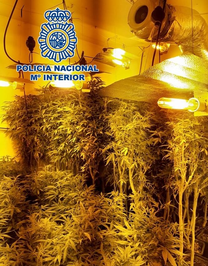 Plantación de marihuana en la zona norte (POLICÍA NACIONAL)
