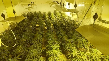 Plantación de marihuana (POLICÍA LOCAL DE GRANADA)