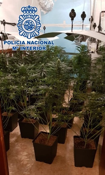 Imagen de una de las plantaciones (POLICÍA NACIONAL) 