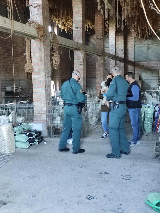 Operación para desarticular un criadero ilegal de perros (AYUNTAMIENTO) 