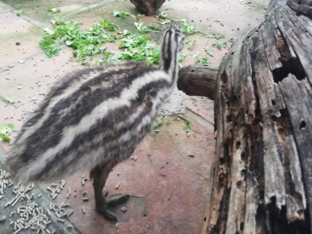 Imagen de uno de los Emus d l parque`Loro Sexi (AYTO. ALMUÑÉCAR)