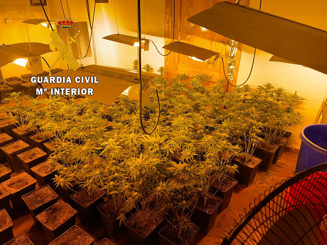 Imagen de una planntación de marihuana (GUARDIA CIVIL / ARCHIVO)