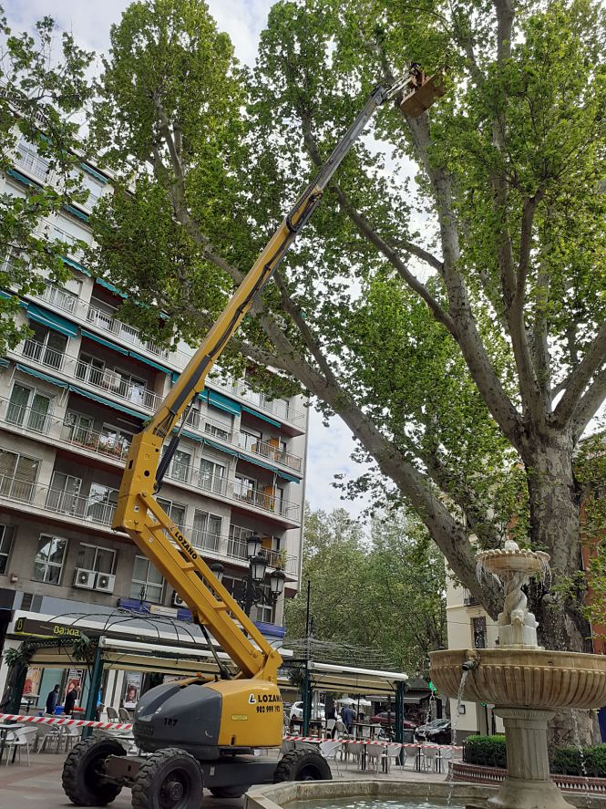 Actuación sobre uno de los árboles (AYTO. GRANADA)