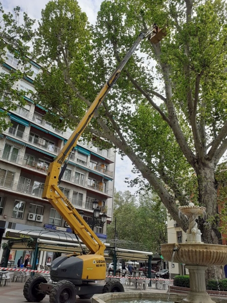 Actuación sobre uno de los árboles (AYTO. GRANADA) Actuación sobre uno de los árboles (AYTO. GRANADA)