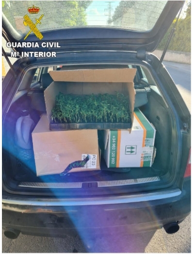 Imagen de la marihuana intervenida (GUARDIA CIVIL) 