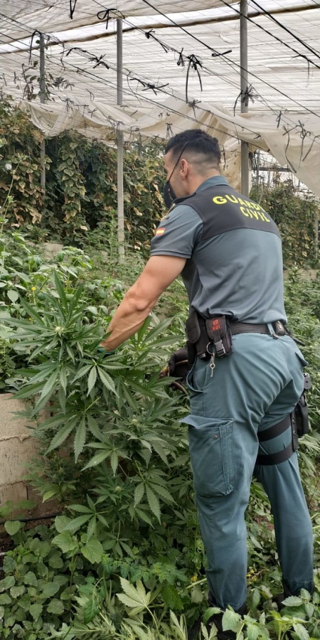 Imagen de una de las plantaciones (GUARDIA CIVIL)