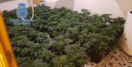 Plantación de marihuana desmantelada por la Policía Nacional (POLICÍA NACIONAL)