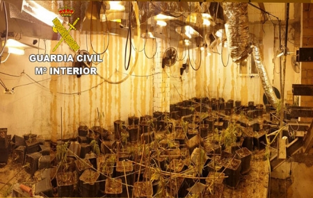 Plantación descubierta en Maracena (GUARDIA CIVIL) 