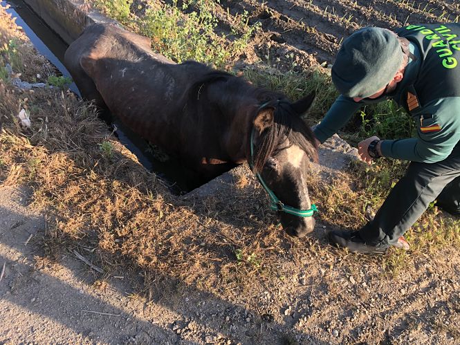 Imagen del rescate del caballo (GUARDIA CIVIL)