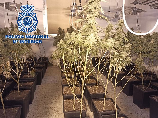 Imagen de una de las plantaciones (POLICÍA NACIONAL)