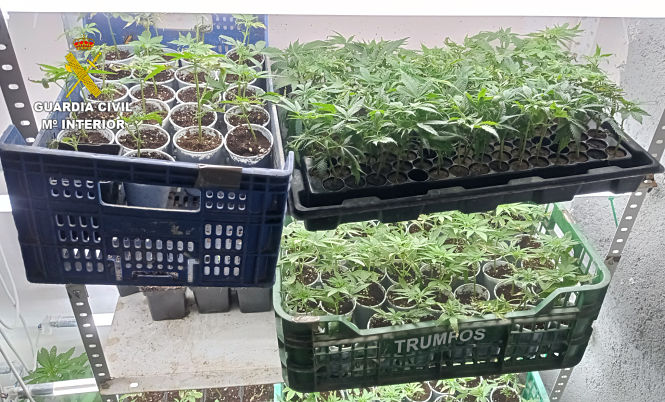 Imagen de la marihuana incautada (GUARDIA CIVIL)
