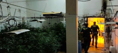 Imagen de la plantación de marihuana (GUARDIA CIVIL)
