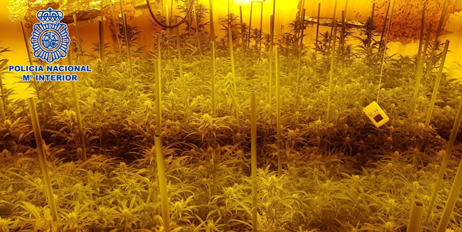 Una de las plantaciones desarticuladas (POLICÍA NACIONAL) 