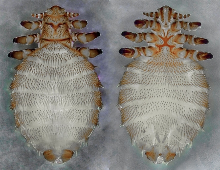 Piojos Echinophthirius horridus (TOMMi NYMAN) Piojos Echinophthirius horridus (TOMMi NYMAN)