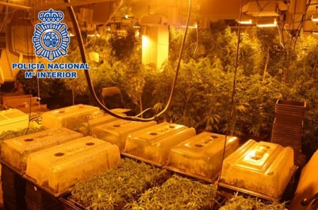 Imagen de la plantación desmantelada (POLICÍA NACIONAL) 