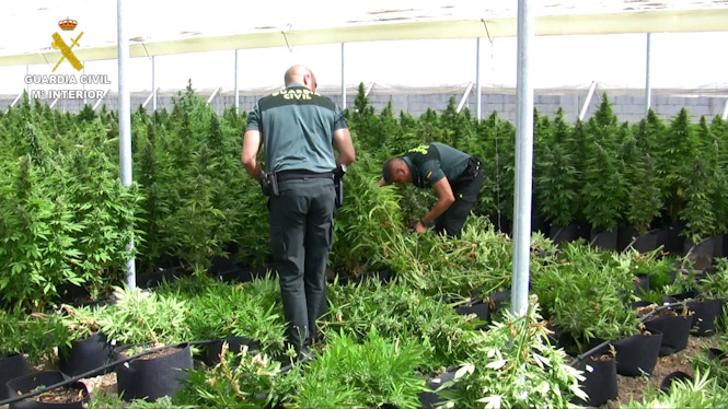 Agentes de la Guardia Civil en una plantación de marihuana (GUARDIA CIVIL) 