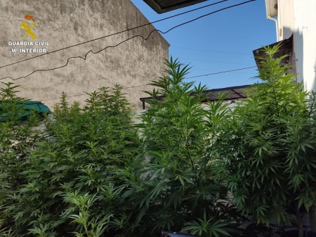 Imagen de las plantas incautadas (GUARDIA CIVIL) 
