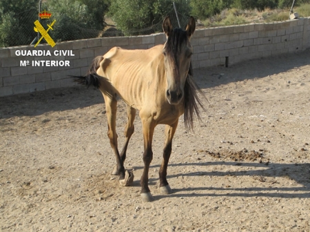 Imagen de la yegua (GUARDIA CIVIL) 
