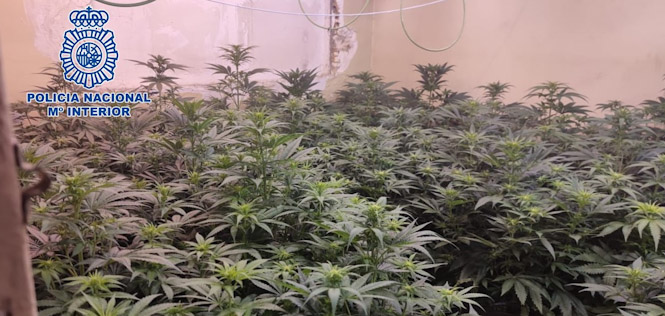 Plantación de marihuana (POLICÍA NACIONAL) 