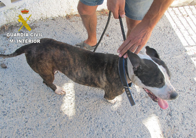 Imagen del perro (GUARDIA CIVIL) 