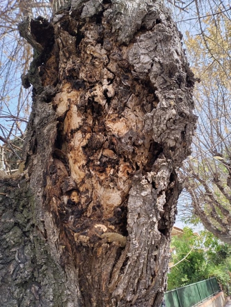 Uno de los árboles enfermos de la Avenida Genital de La Zubia (AYTO. LA ZUBIA) 