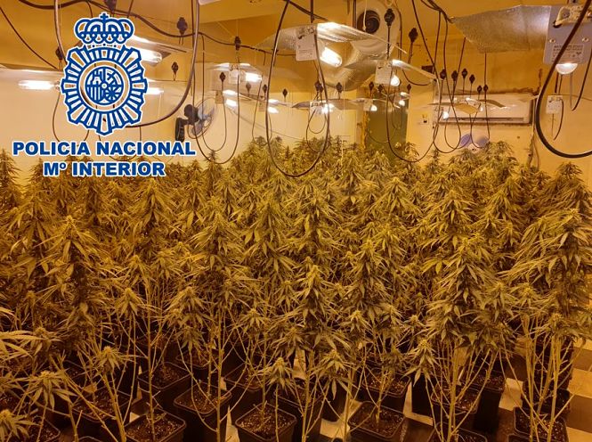 Una de las plantaciones incautadas (POLICÍA NACIONAL) 