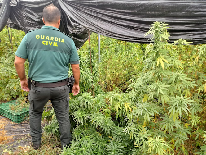 Imagen de las plantas de marihuana (GUARDIA CIVIL)