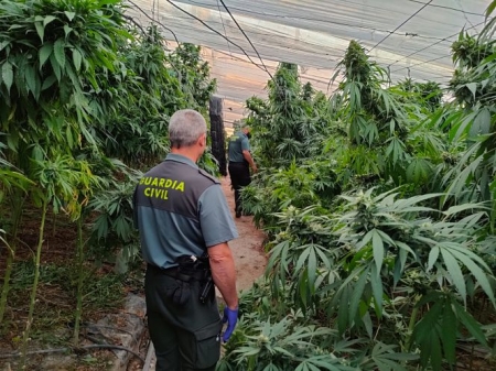 Agentes de la Guardia Civil en la plantación de marihuana (GUARDIA CIVIL) 