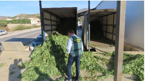 Imagen de las plantas incautadas (GUARDIA CIVIL) 