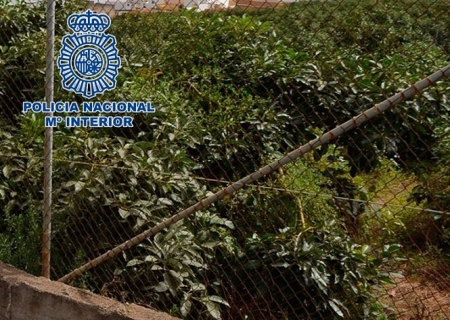Imagen de la plantación de aguacates  (POLICIA NACIONAL)