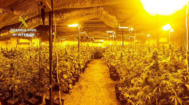 Imagen de la plantación de marihuana (GUARDIA CIVIL)