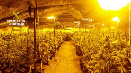 Imagen de la plantación de marihuana (GUARDIA CIVIL)