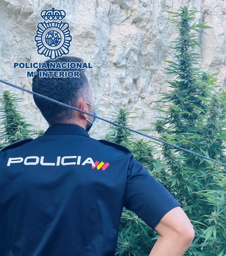 Un Agente en la plantación de Baza (POLICÍA NACIONAL)