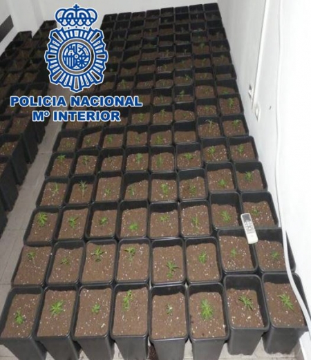 Habitación con plantas de marihuana (POLICÍA NACIONAL)