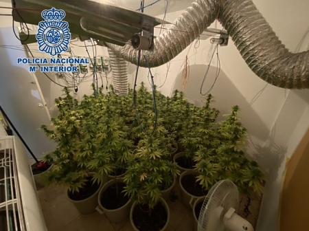 Imagen de la marihuana incautada (POLICIA NACIONAL)