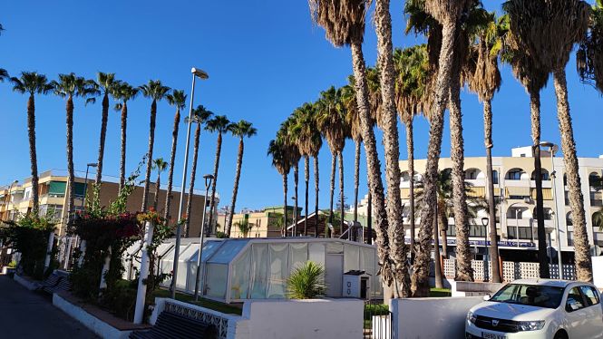 Palmeras en ALmuñécar (AYTO. ALMUÑÉCAR)