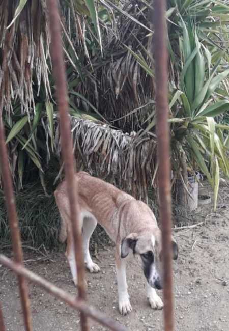  Uno de los perros abandonados en el solar de Belicena (Vegas del Genil), cuya propietaria ha sido condenada (AYTO. VEGAS DEL GENIL)