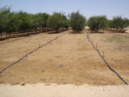 Parcela con control de riego en suelo bimodal (UGR)