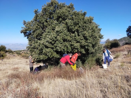 talleres de recogida de bellotas organizados por el Ayuntamiento de Monachil (AYTO. MONACHIL)