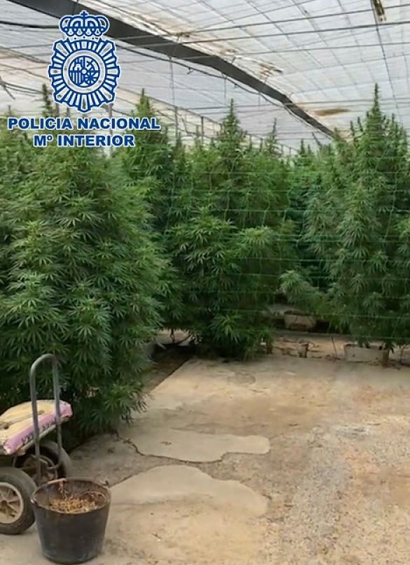 Plantación de marihuana en uno de los invernaderos (POLICIA NACIONAL)