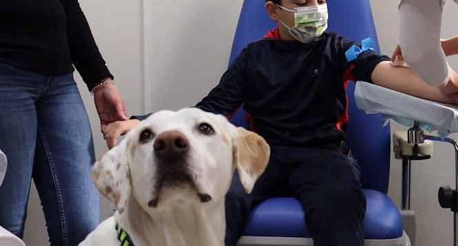 Unidad de terapia canina en el Virgen de las Nieves (JUNTA)