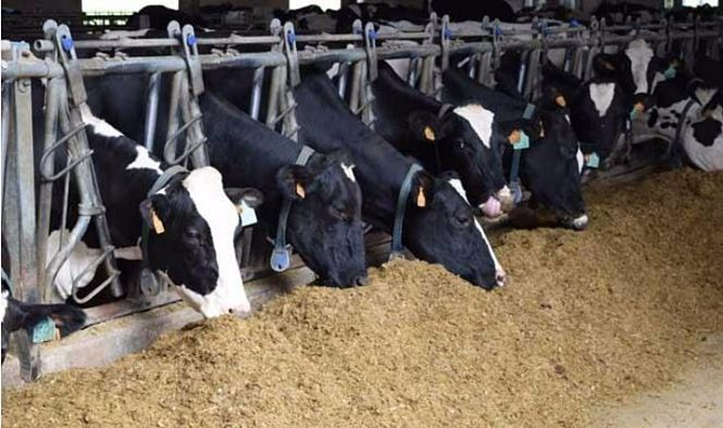 Vacas (CSIC) 