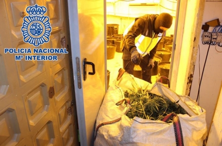 Plantas de marihuana intervenidas en la operación `Torre` desplagada en Granada en diciembre del año pasado (POLICÍA NACIONAL)