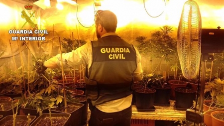 Un agente de la Guardia Civil junto a una plantación de marihuana (GUARDIA CIVIL - ARCHIVO) 