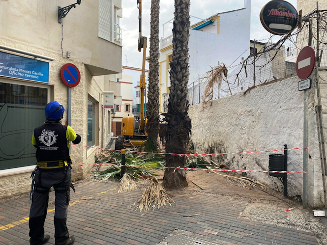 Retirada de palmeras (AYTO. ALMUÑÉCAR) 