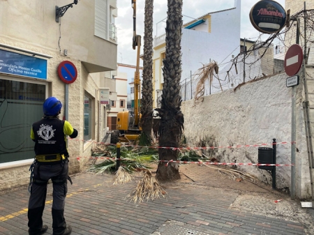 Retirada de palmeras (AYTO. ALMUÑÉCAR) 