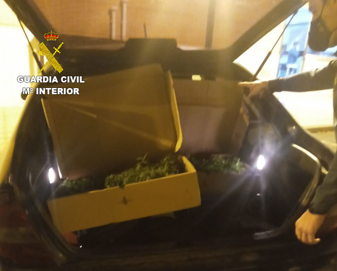 Plantones de marihuana incautados (GUARDIA CIVIL) 